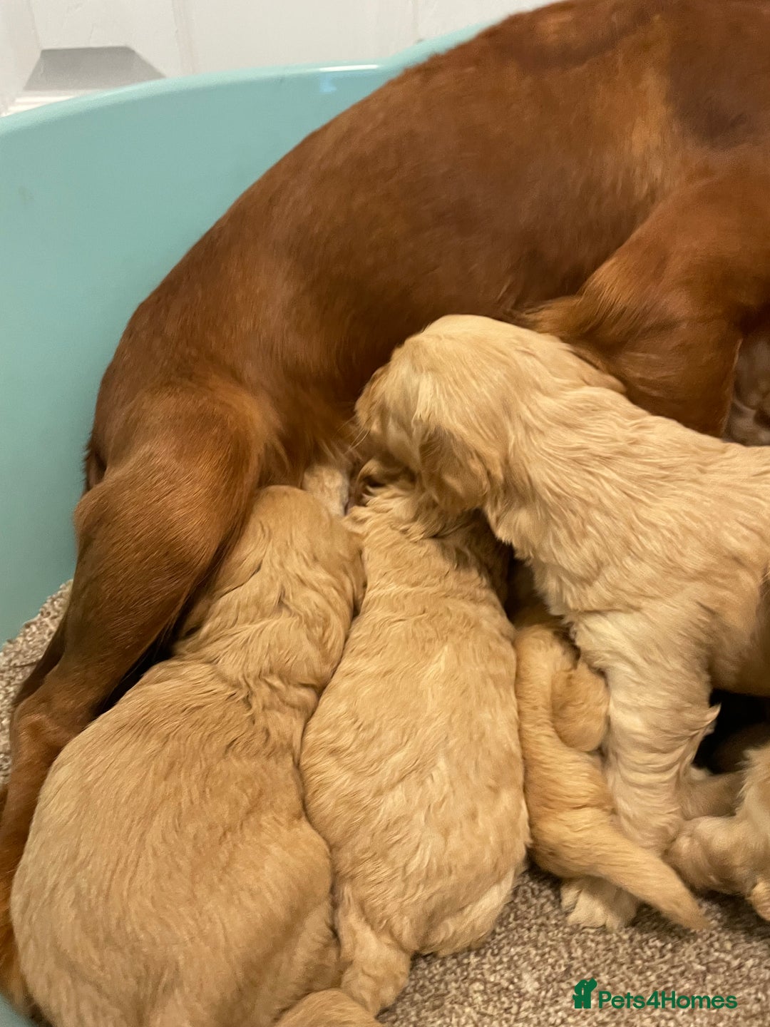 Cockapoo dogs for sale: P,r,a clear f1 cockpoo - Advert 20