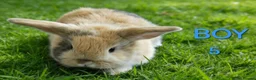 Mini Lop rabbits for sale: Mini lop babies  - Advert 8