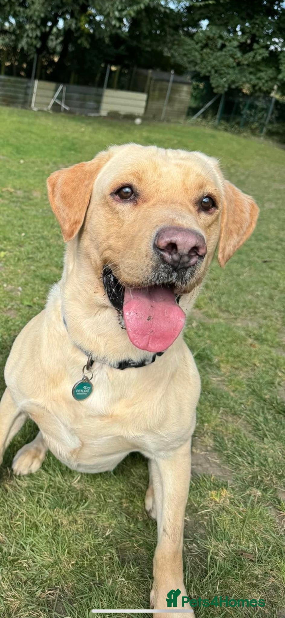 Labrador Retriever dogs Dennis - looking for loving forever home 🐶 - Advert 3