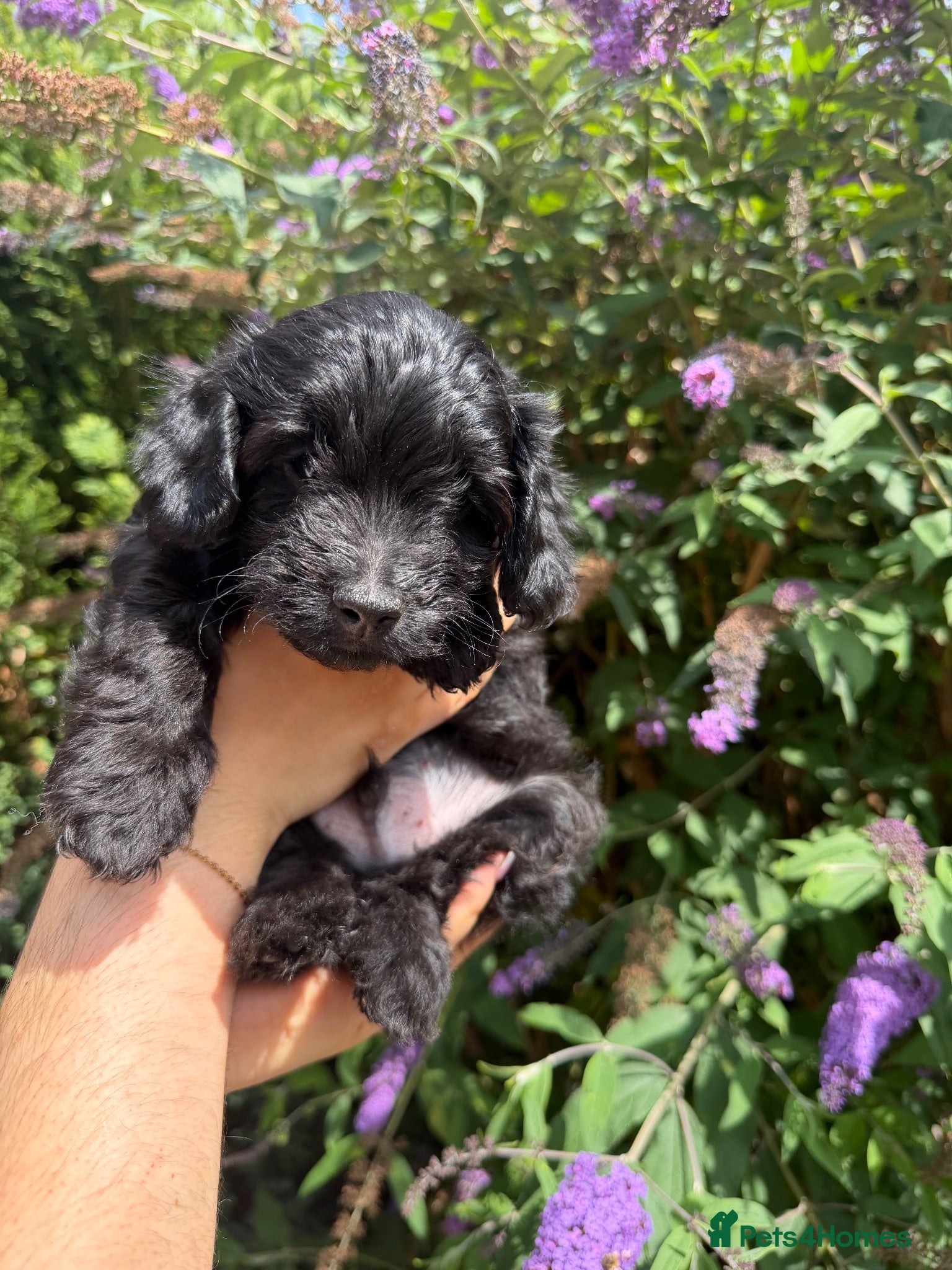 Mixed Breed dogs Miniature Poodle Cross Puppies – 4 Remaining - Advert 2