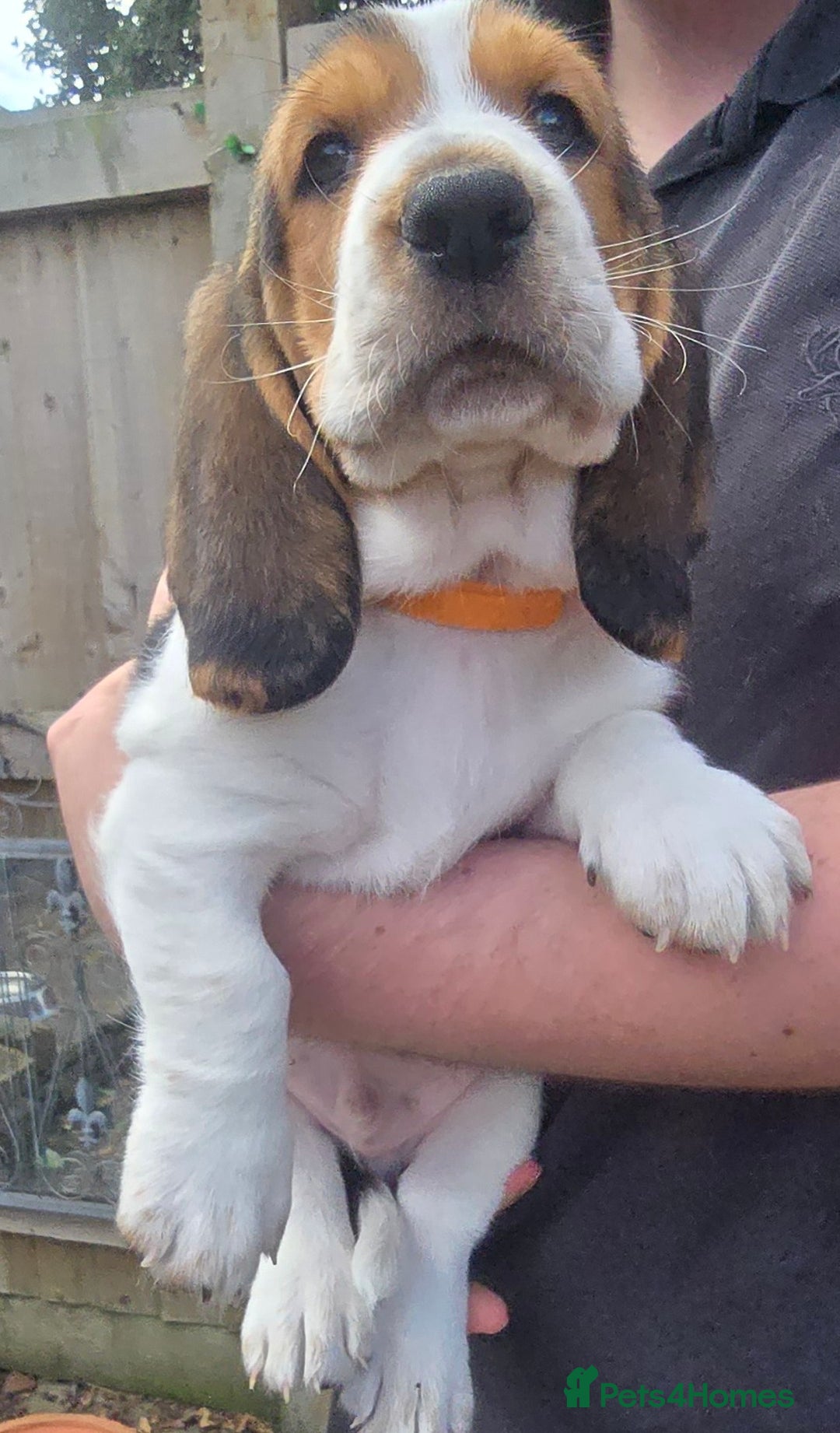 Basset Hound dogs for sale: Beautiful Basset Hound puppies for sale  - Image 7