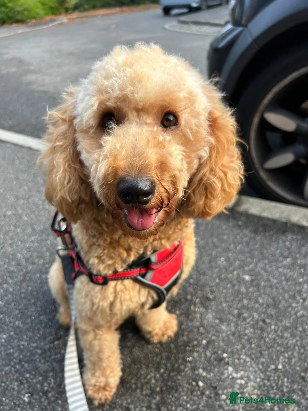 Cavapoo dogs for sale: F1B Cavapoo Puppies for Sale - Advert 16