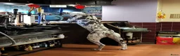 Great Dane dogs for stud: For stud - Advert 8