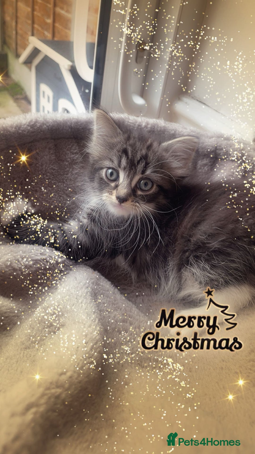 Mixed Breed cats for sale: Cross Turkish vans - Advert 3