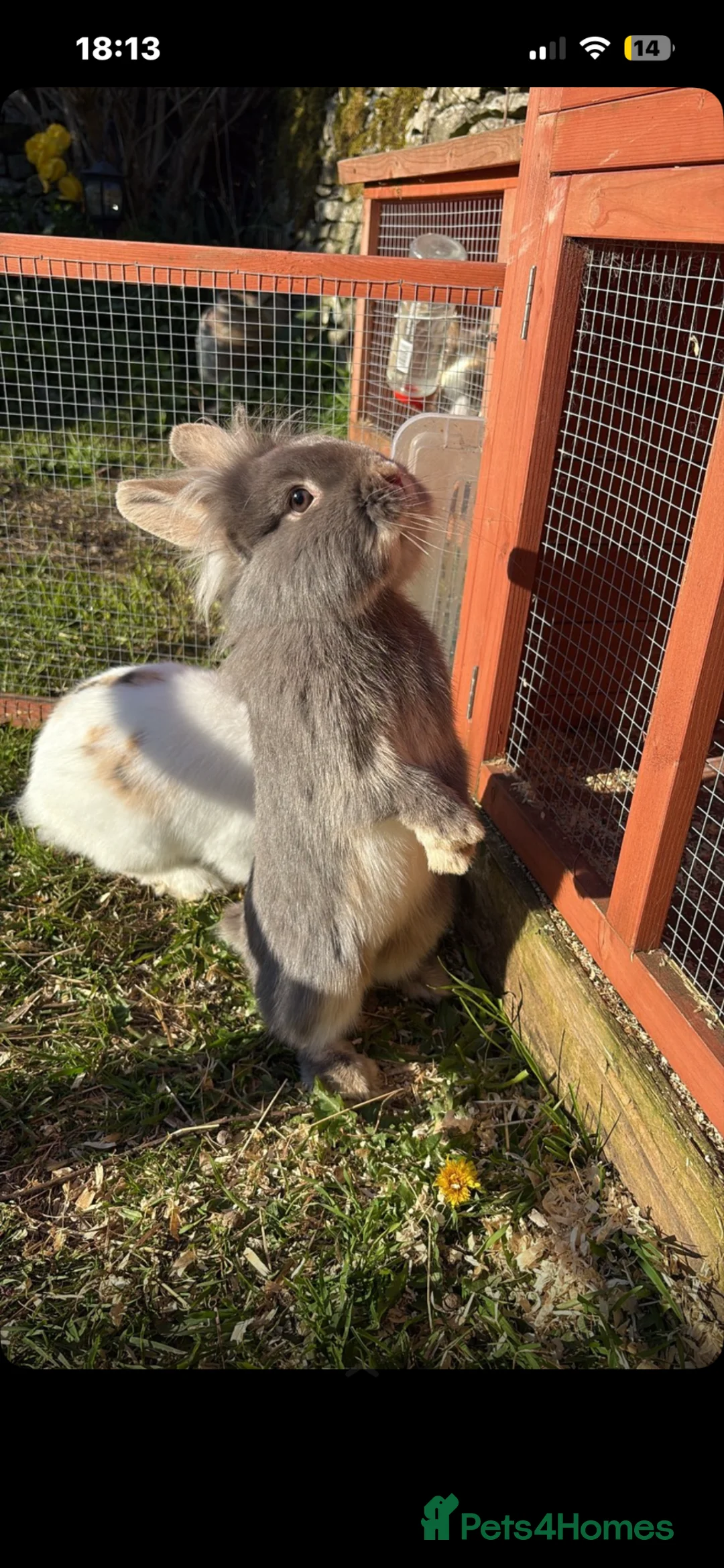 Lionhead rabbits for sale: Beautiful lion head rabbits 🐰  in Buxton - Advert 1