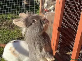 Lionhead rabbits Beautiful lion head rabbits 🐰 - Advert 1