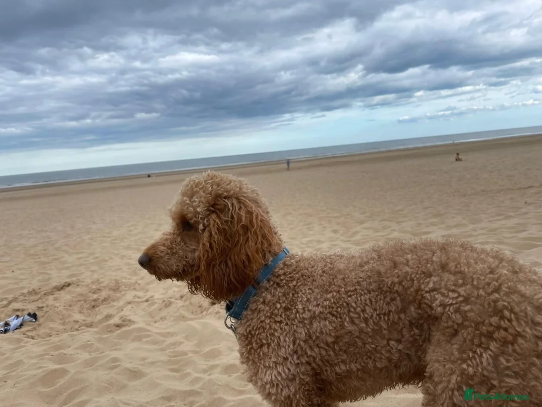 Cockapoo dogs for sale: Benji boy  ♥️ 18 week old male cockapoo - Advert 6