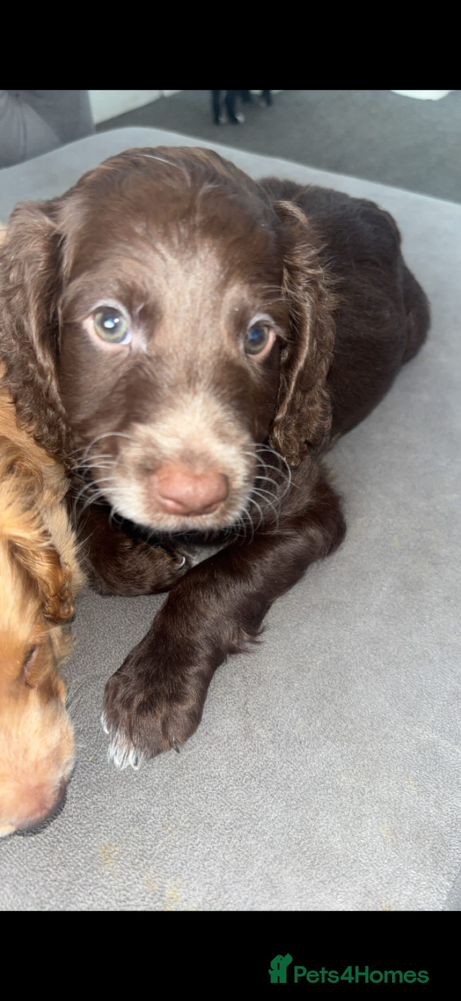 Cockapoo dogs Last Male Cockapoo Puppy left - Advert 8