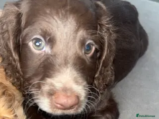 Cockapoo dogs Last Male Cockapoo Puppy left - Advert 8