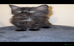 Ragdoll cats for sale: 4 male kittens for rehoming  - Advert 2