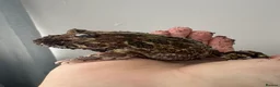 Frog reptiles for sale: Pac-Man frog (horned frog)  - Advert 6