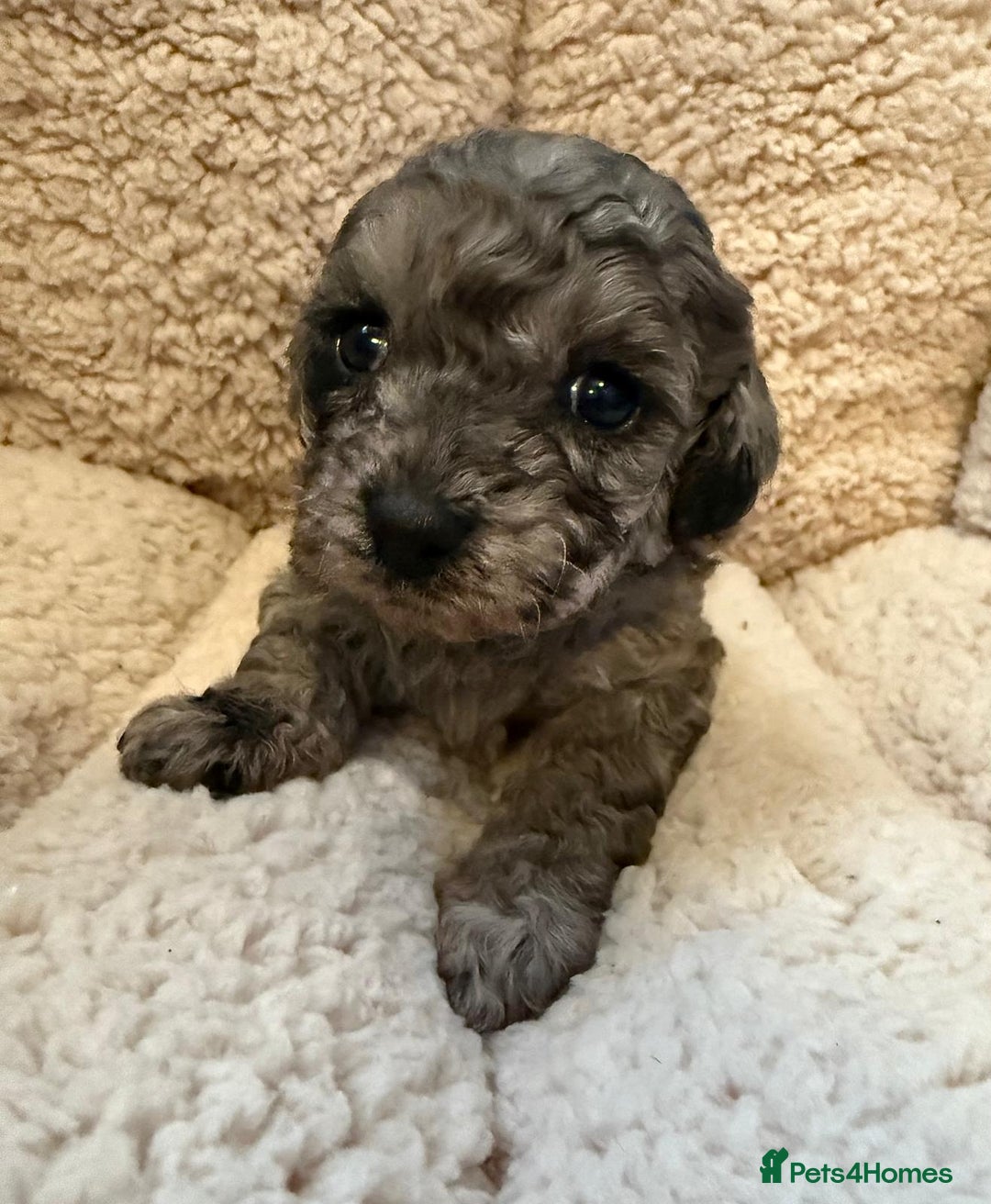 Mixed Breed dogs for sale: Gorgeous cavapoochon puppies - Advert 34