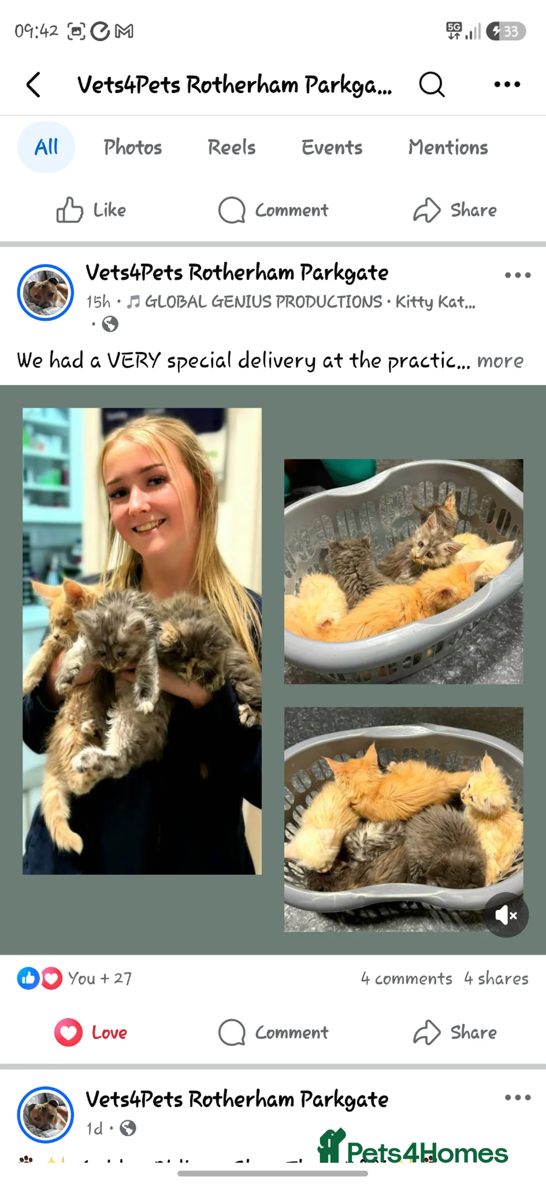 Maine Coon cats for sale: Maine coon kittens - Advert 2