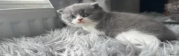 British Shorthair cats for sale: GCCF registered blue bicolour male kitten - Advert 8