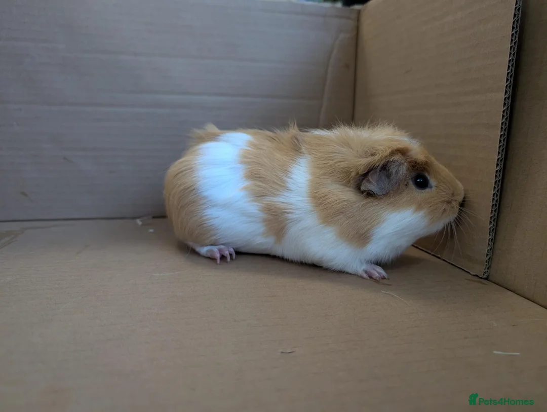 Guinea Pig rodents for sale: 2 guinea pig males  - Advert 7