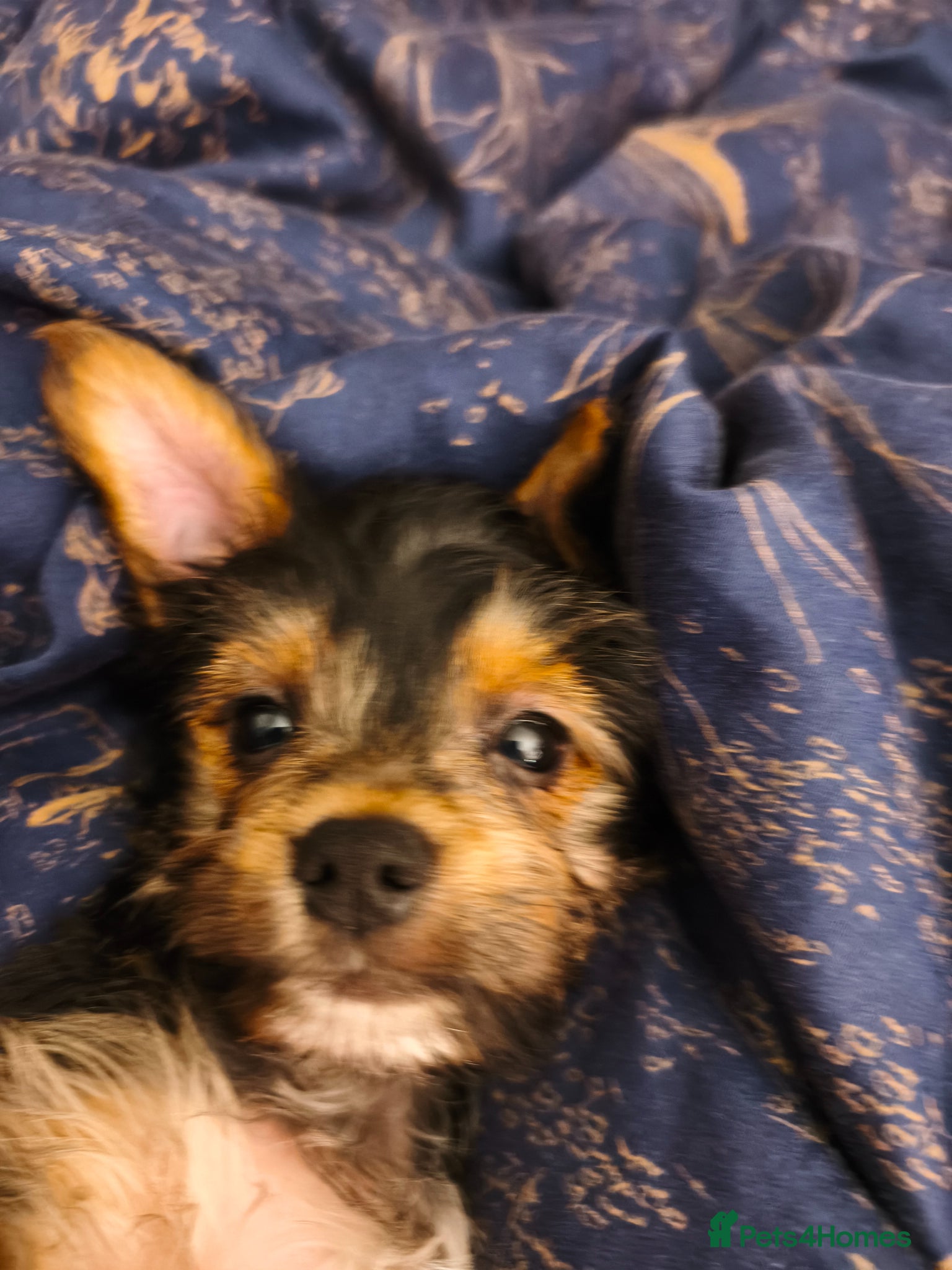 Yorkshire Terrier dogs Exceptional Yorkshire Terrier Boy  - Advert 4