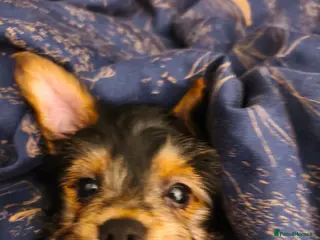 Yorkshire Terrier dogs Exceptional Yorkshire Terrier Boy - Advert 4