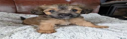 Mixed Breed dogs for sale: 2 blonde girls. Poodle x Biewer Terrier Puppies  - Advert 22