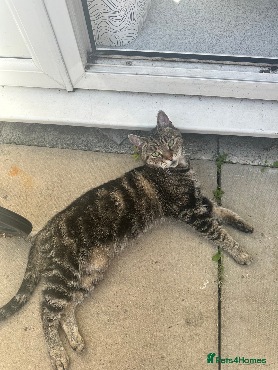 Maine Coon cats for sale: Tabby Cat for sale  - Image 3