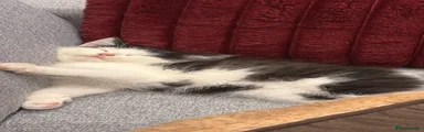 Domestic Shorthair 1