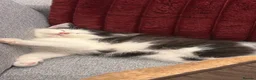 Domestic Shorthair cats for sale: Beautiful Domestic Shorthair Kitten in London - Advert 2
