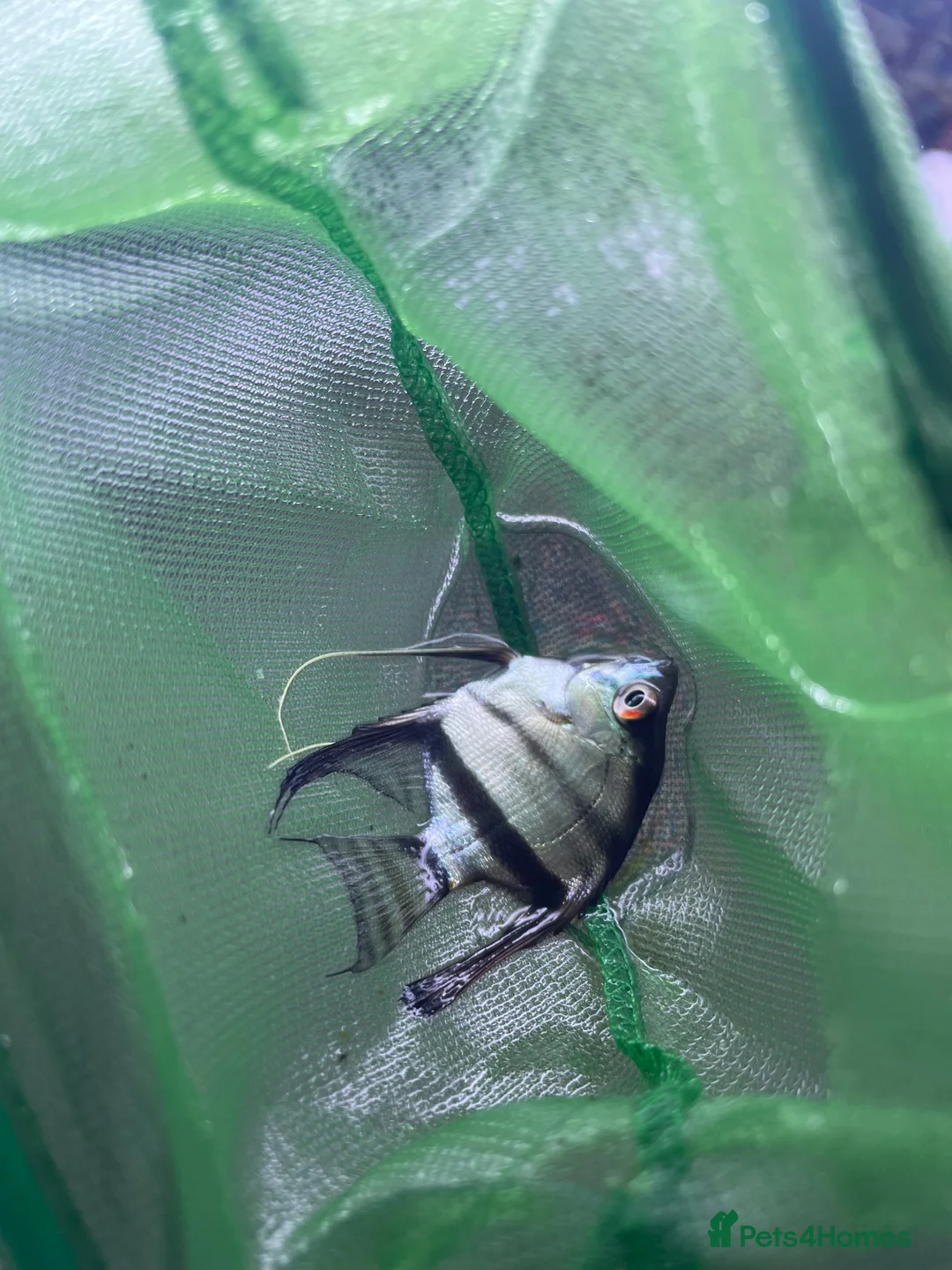 Angelfish fish for sale: Angelfish  - Advert 1