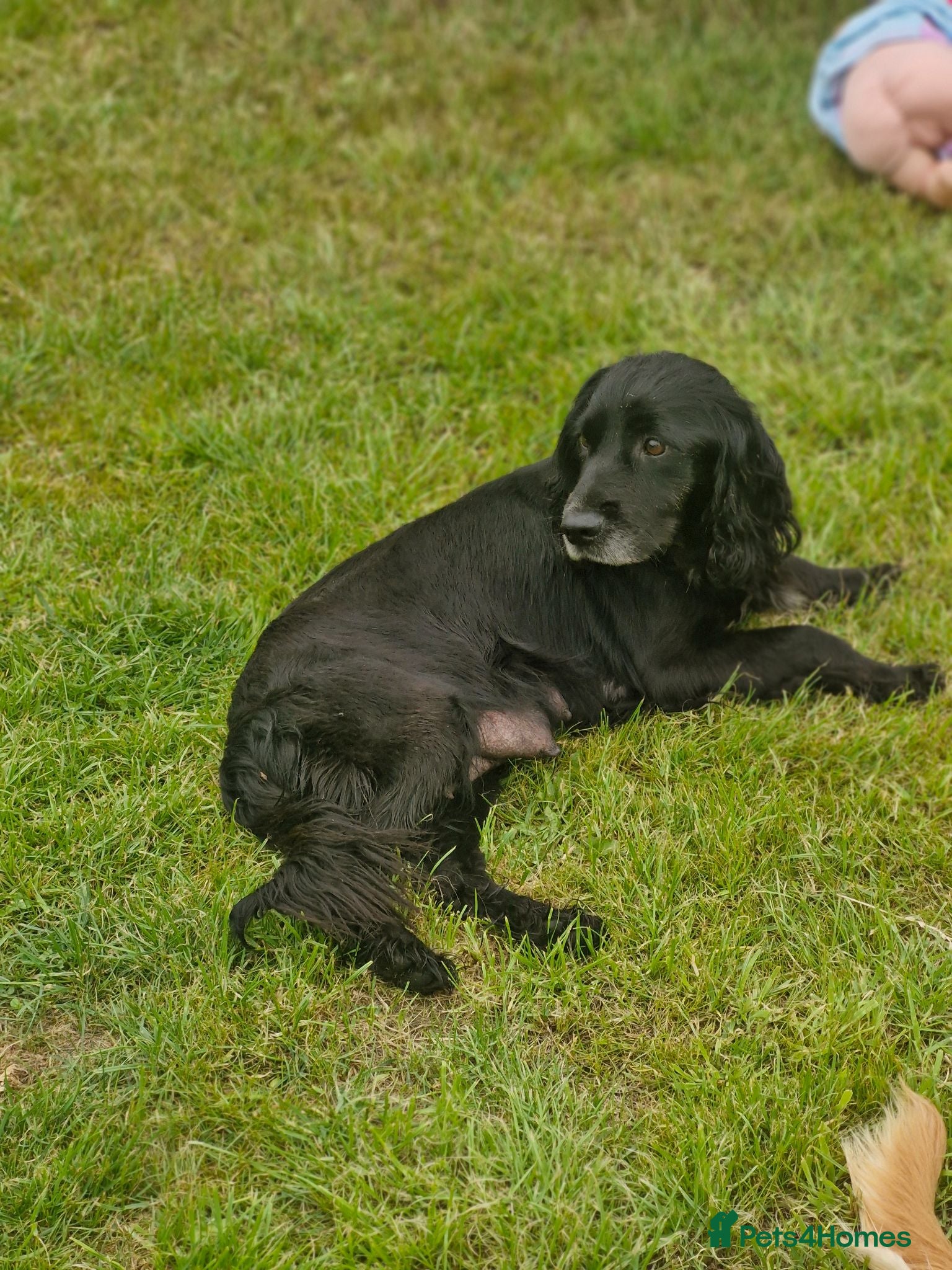 Cocker Spaniel dogs Cocker spaniel  - Advert 1