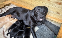 Labrador Retriever dogs for sale: Perfect lab puppy’s  - Image 8