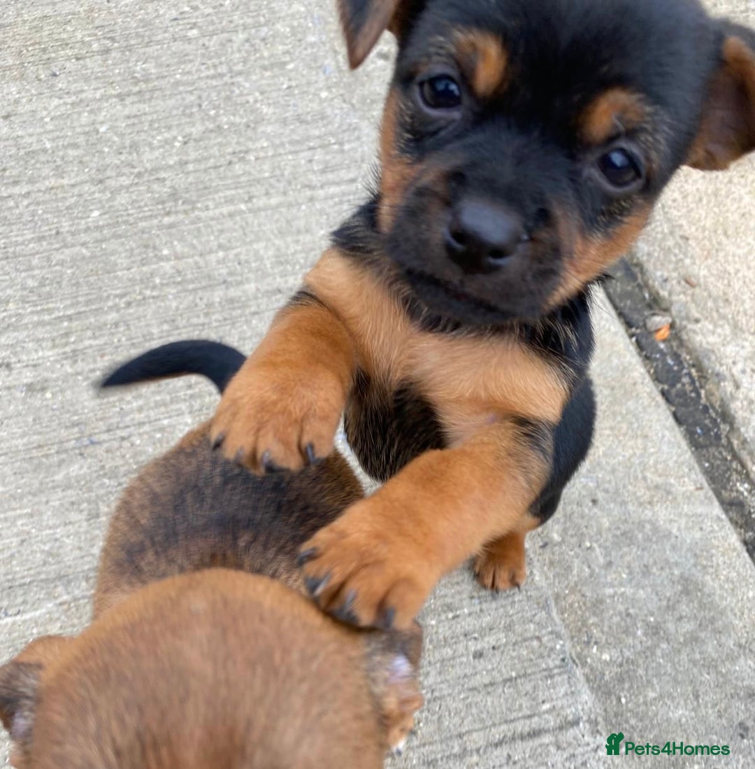 Jug dogs for sale: Jug puppies - Image 5