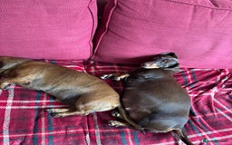 Miniature Dachshund dogs for sale: Miniature Dachshund Puppies  - Image 11