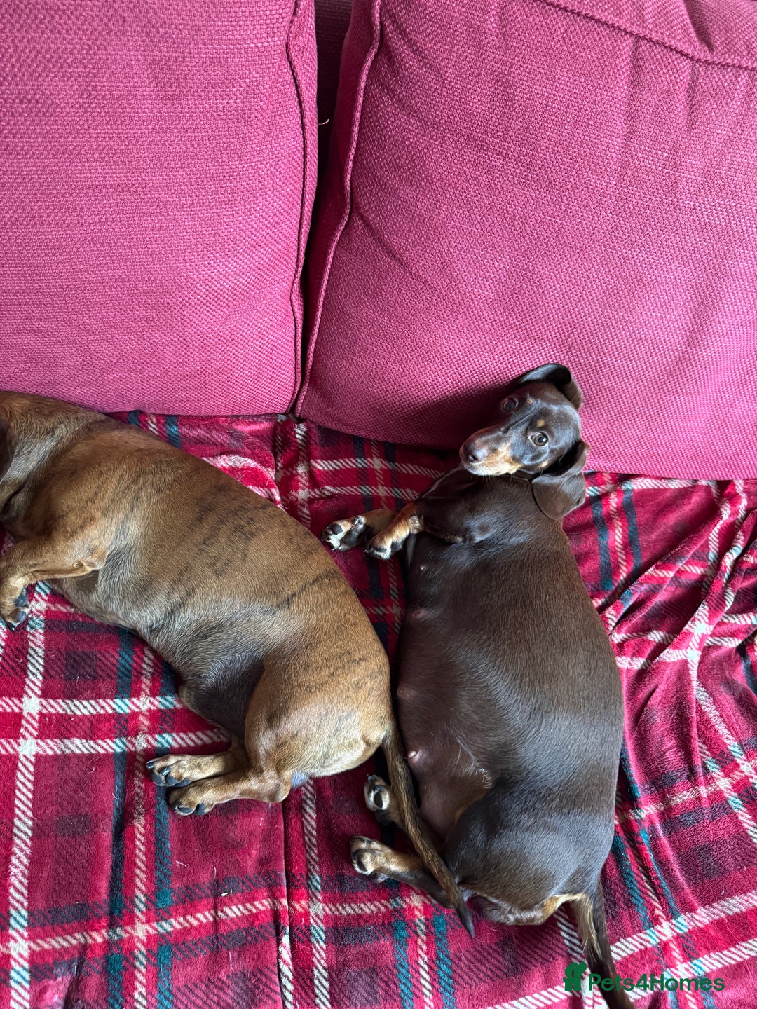 Miniature Dachshund dogs for sale: Miniature Dachshund Puppies  - Image 11