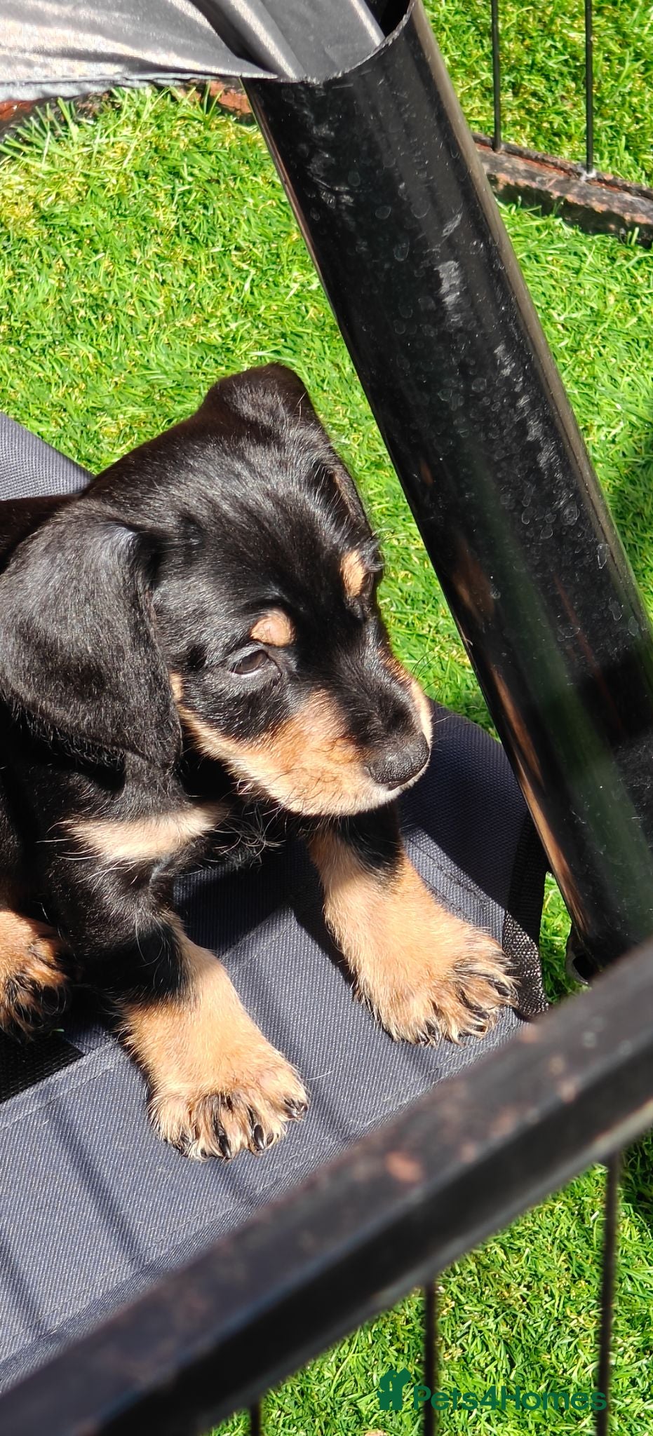 Mixed Breed dogs for sale: Mini Schnauzer /Mini Daxi F1 Schnoxie puppies  - Advert 2