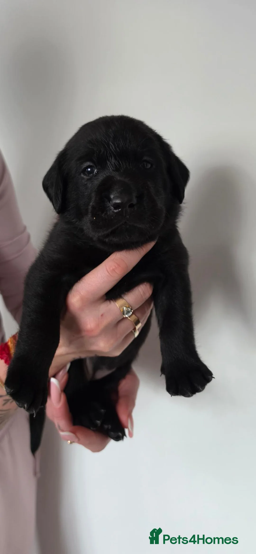 Labrador Retriever dogs for sale: Exceptional KC Champion Bloodline Pups - Advert 32