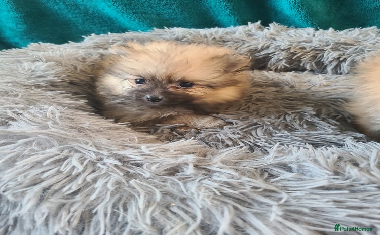 Pomeranian dogs - Advert 6