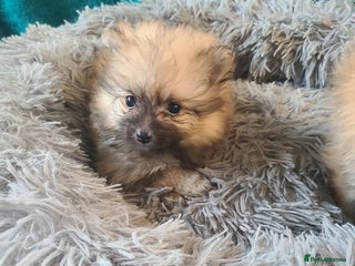 Pomeranian dogs - Advert 26