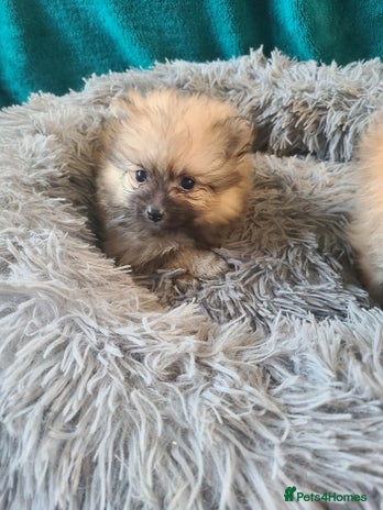 Pomeranian dogs - Advert 6