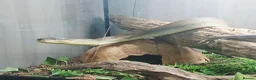Python Snake reptiles for sale: Liasis Mackloti (Macklots Python)  in Chatham - Advert 7
