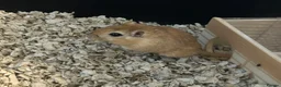 Gerbil rodents for sale: 2 friendly male gerbils - Advert 6