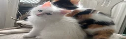Ragdoll cats for sale: Beautiful Ragdoll Kittens - Advert 2