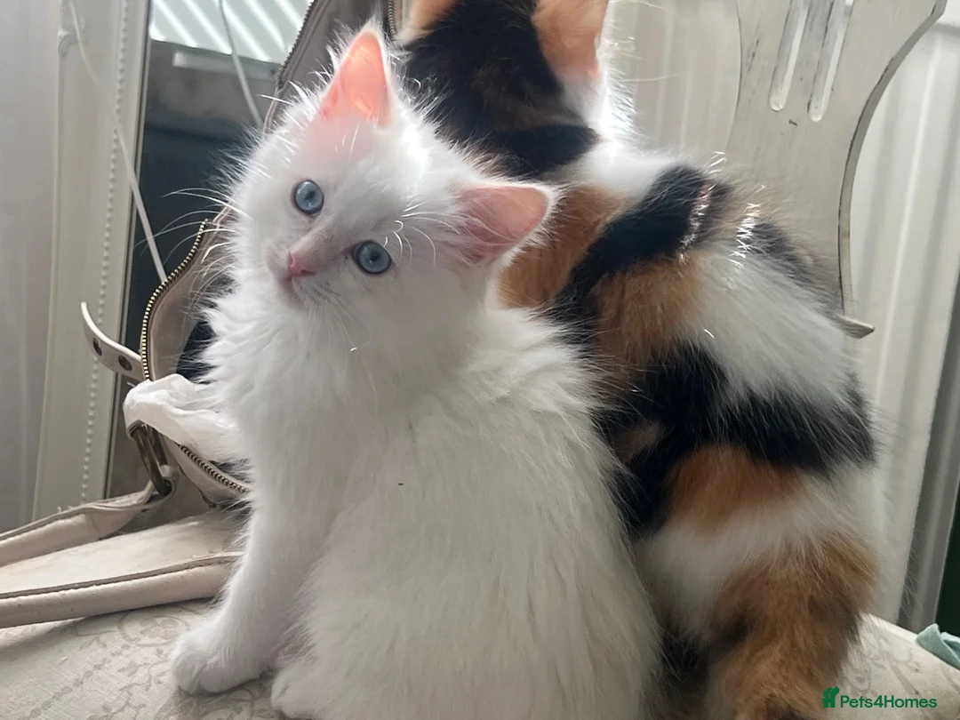 Ragdoll cats for sale: Beautiful Ragdoll Kittens - Advert 2