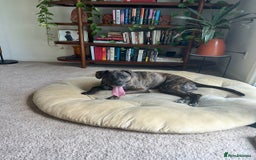 Mixed Breed dogs for sale: 4yo Female Brindle lab mix - Image 5