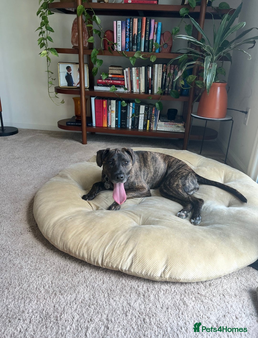 Mixed Breed dogs for sale: 4yo Female Brindle lab mix - Image 5