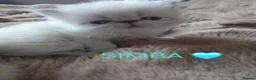 Exotic cats for sale:  Pedigree GCCF Registered Persian Exotic's  - Advert 15