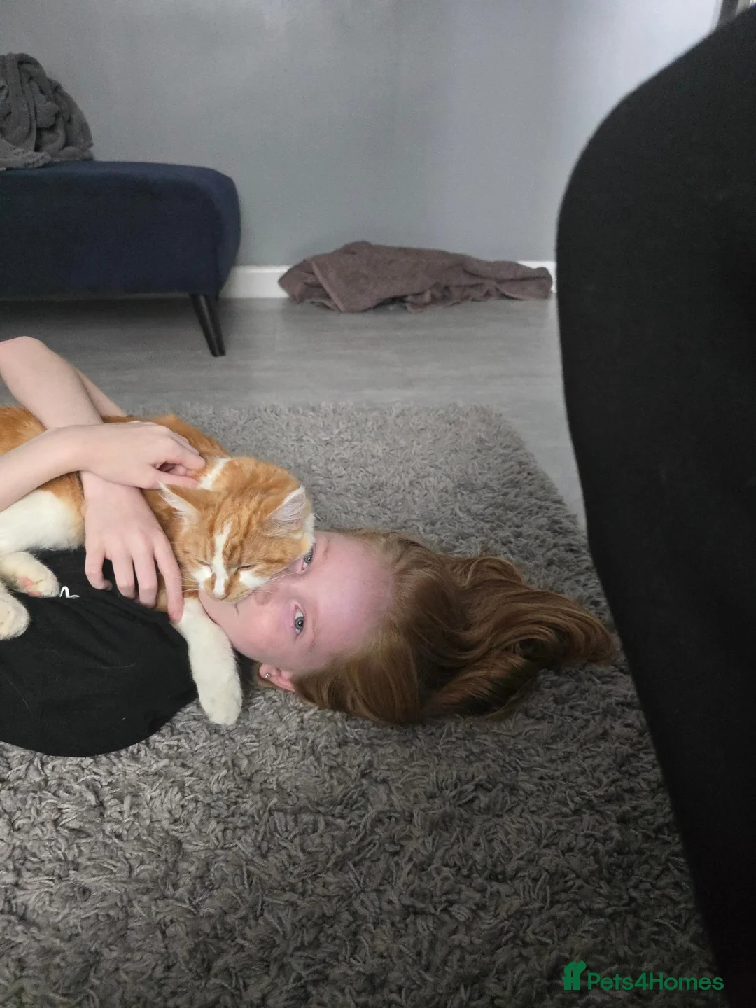 British Longhair cats for sale: Meet Kaya - Advert 2