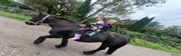 Fell horses for sale: Cob x Fell mare 10yrs old  - Advert 7