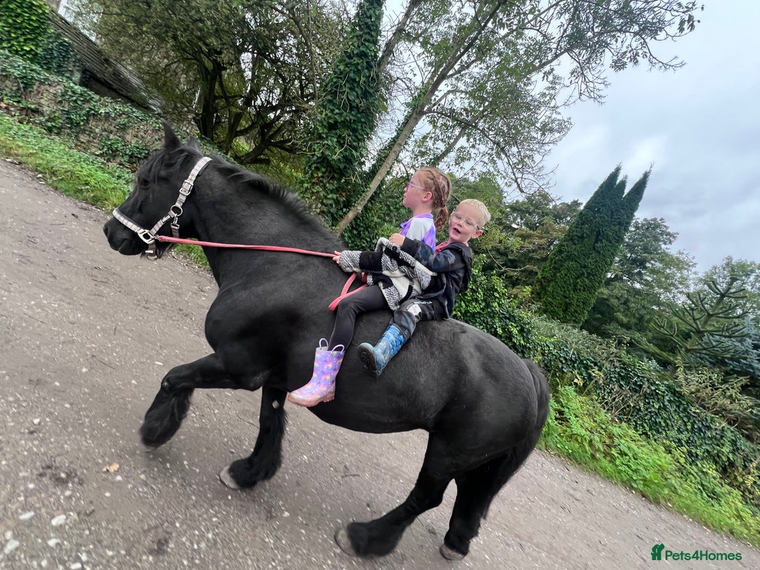 Fell horses for sale: Cob x Fell mare 10yrs old  - Advert 7