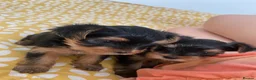 Yorkshire Terrier dogs for sale: 2 Stunning Minature Yorkshire terrier puppies 🩷💙 - Advert 39