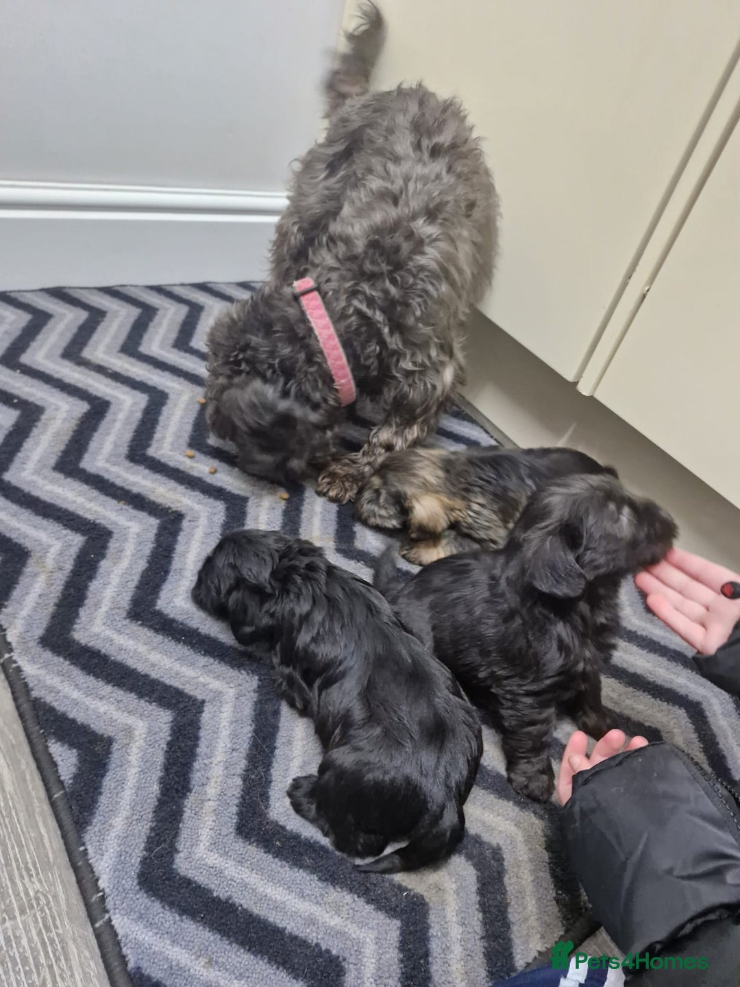 Mixed Breed dogs for sale: F1 schnoodles babies  - Advert 2