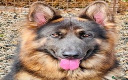 German Shepherd dogs for sale: TOP QUALITY GERMAN SHEPHERD LITTERS - Image 14