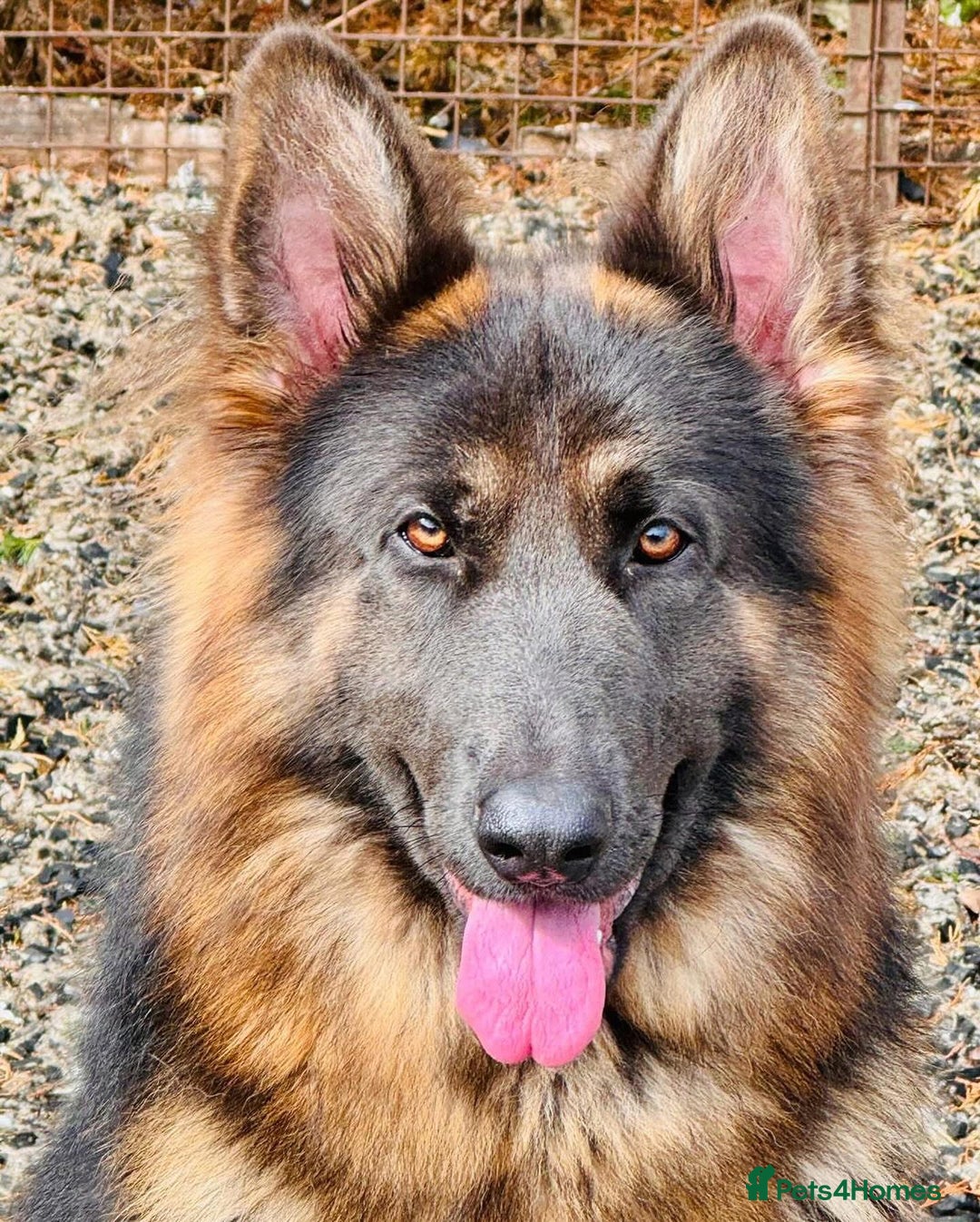 German Shepherd dogs for sale: TOP QUALITY GERMAN SHEPHERD LITTERS - Image 14